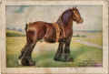 Cigarette card show a shire horse